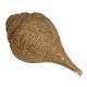 Blowing Brass Conch / Shank Engraved God And Goddess