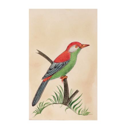 Green Breasted Colorful Bird Miniature Painting