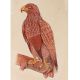 Miniature Wildlife Eagle Bird Watercolor Painting