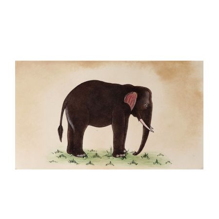 Watercolor Painting Of An Indian Elephant