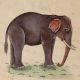 Indian Elephant Watercolor Painting
