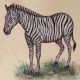Zebra Unframed Watercolor Painting