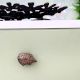 Antique Hedgehog Iron Cabinet Knob