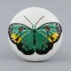 Green Butterfly Kids Knob