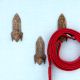 Natural Wooden Adhesive Rocket Shape Coat Wall Hook-Pack of 3